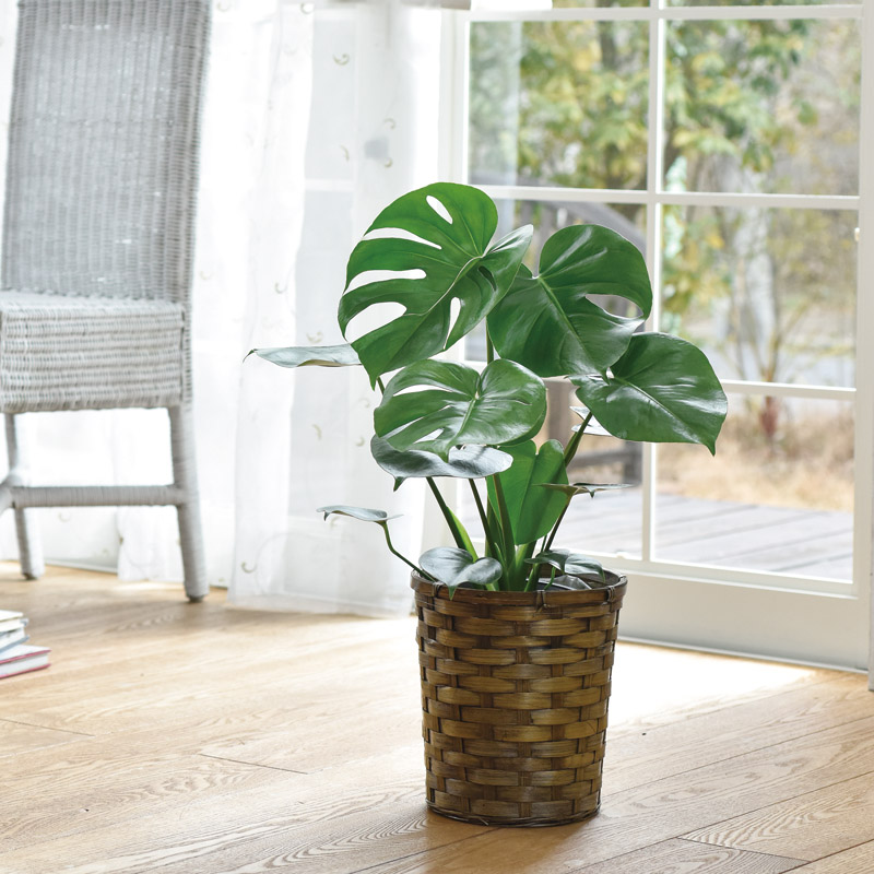 モンステラ&オーガスタのペアセット