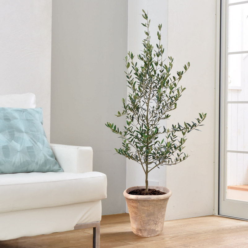 オリーブ素焼鉢植え