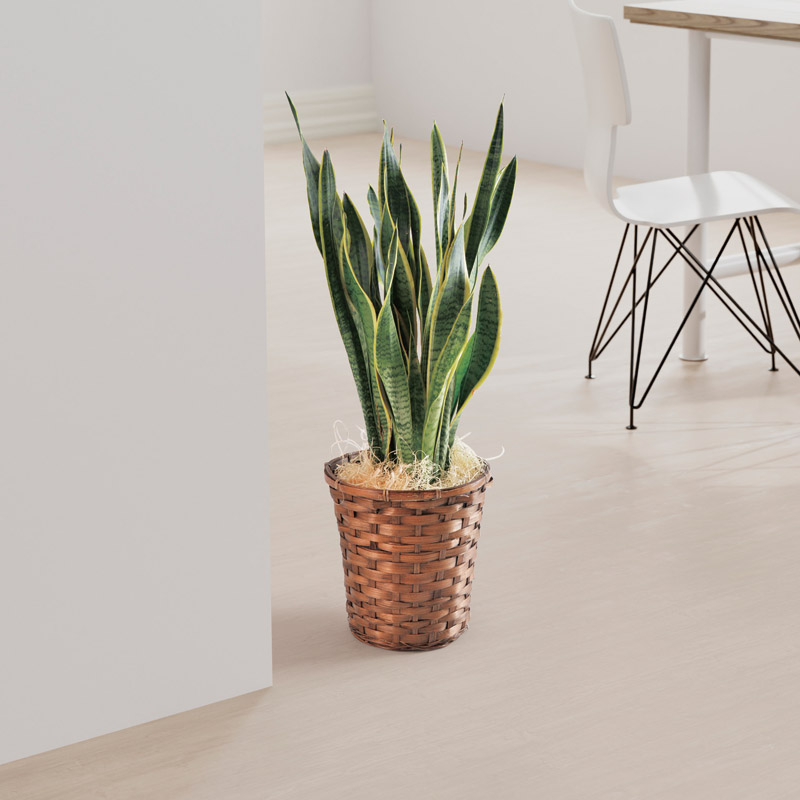 サンスベリア(バスケット入)