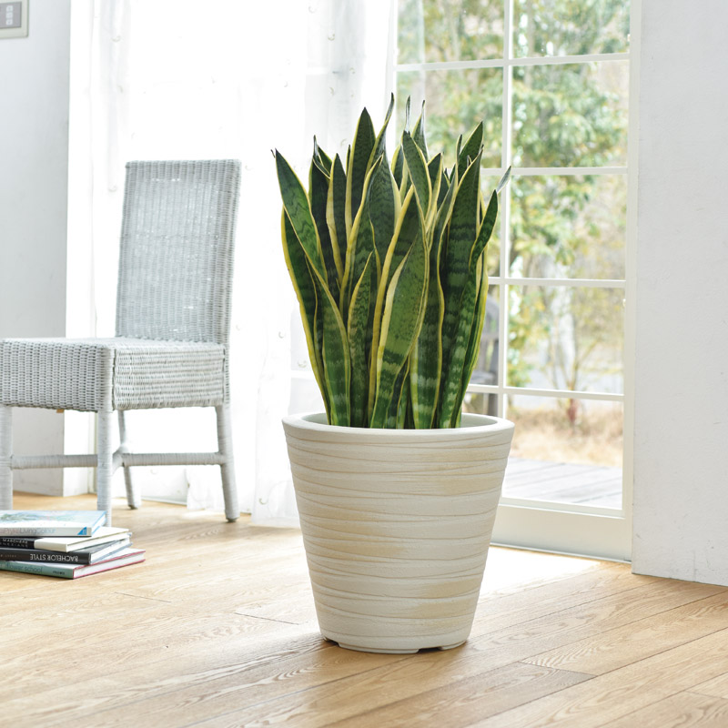 サンスベリア信楽焼き鉢カバーセット